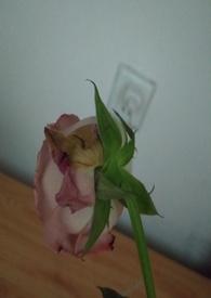 渣女最怕什么惩罚