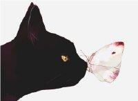 猫和老师动画片