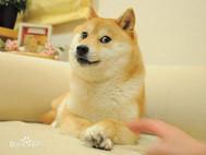神武4九州谱怎么升级