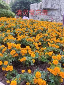忘羡情48