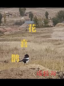 小精灵儿歌花喜鹊