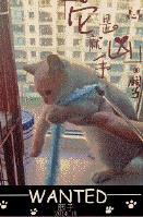 猫咪吃海苔会怎么样